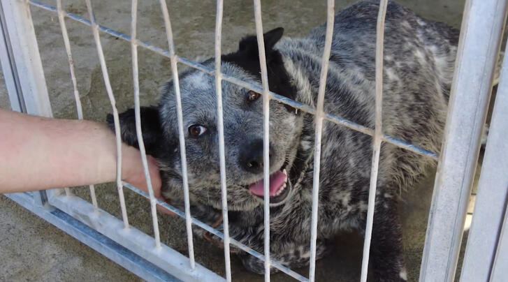 Animal Shelter Documentary