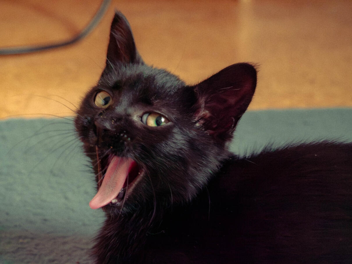 kitty