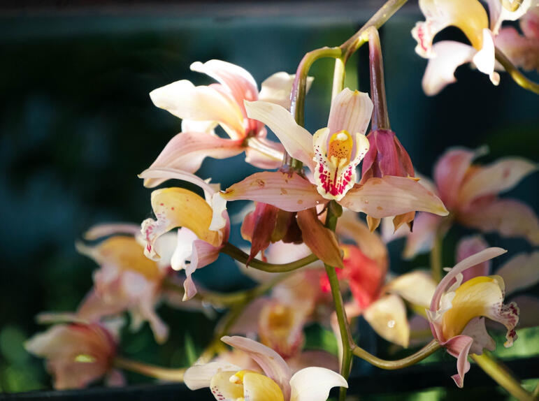 flower (1)