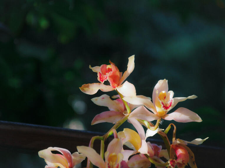 flower (2)