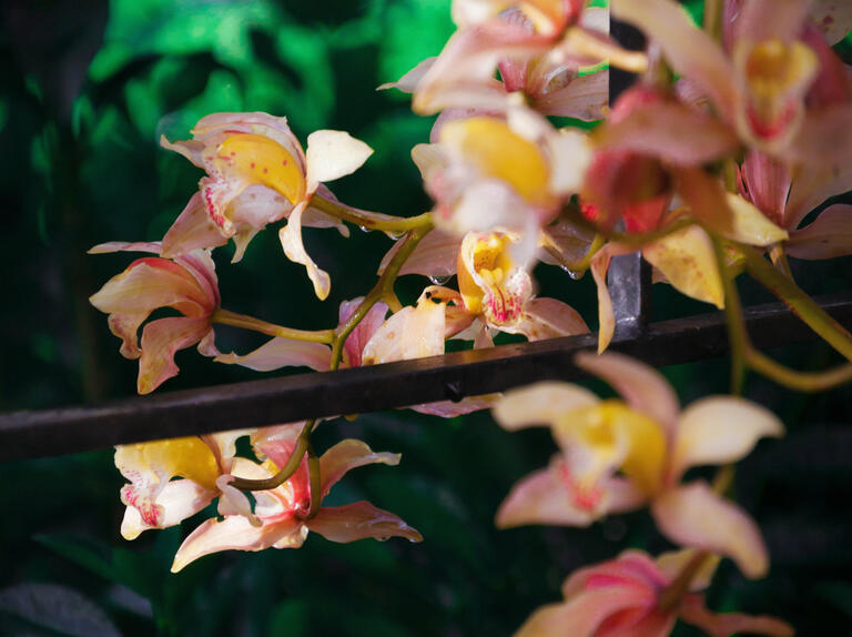 flower (3)